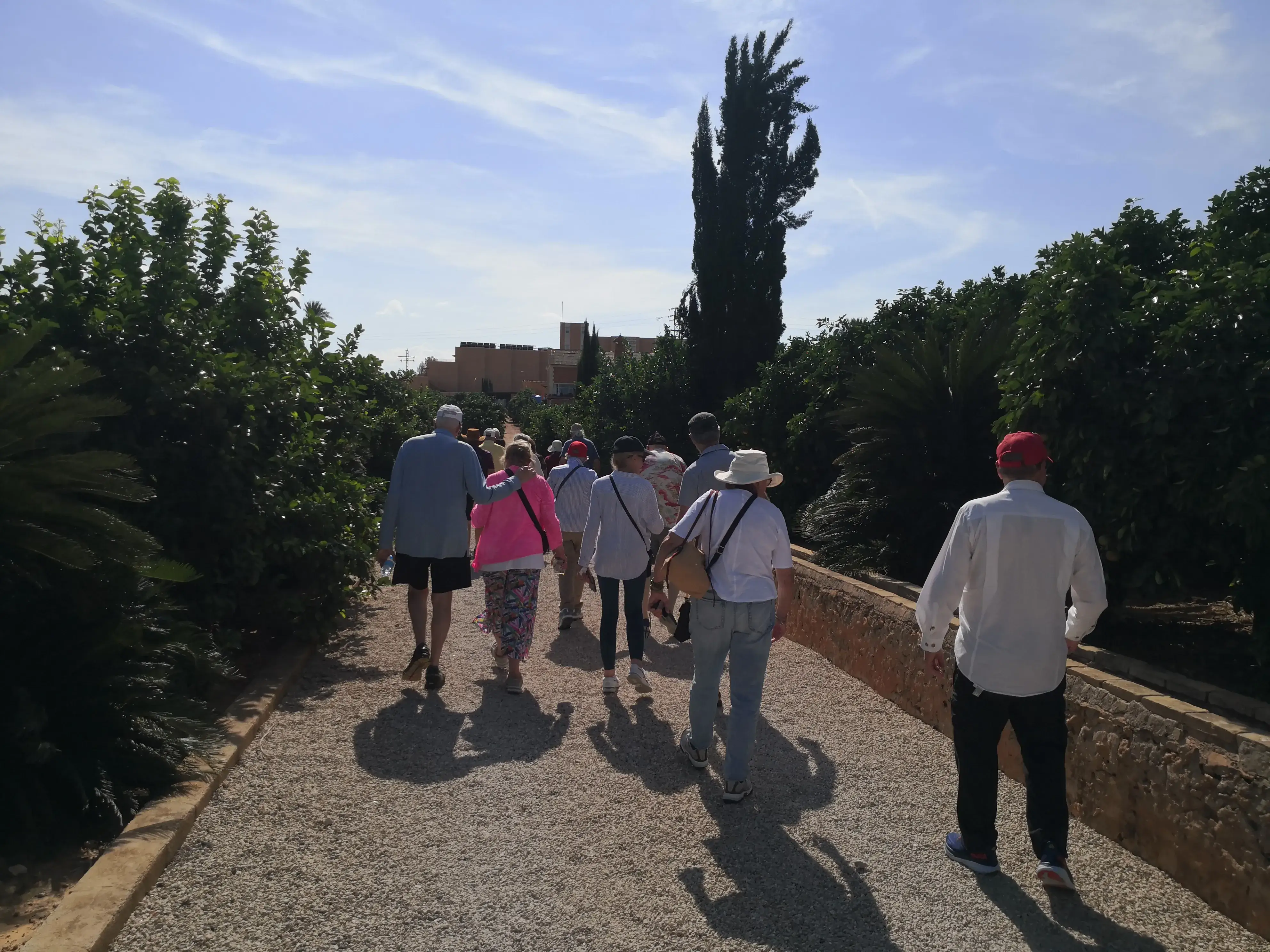 Orange Plantation in Carcaixent