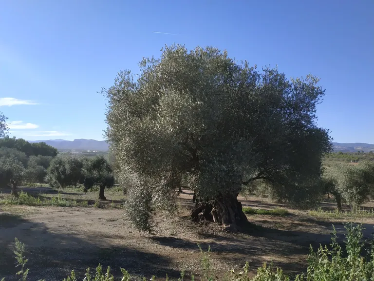 Sant Mateu, Millenary Olive Trees, and Sanctuary of Traiguera